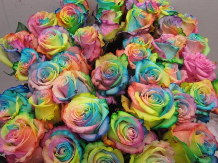 <h4>R Gr Dolomiti Rainbow</h4>