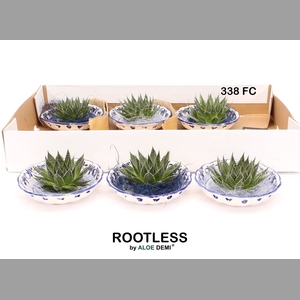 ALOE AR MAGIC