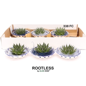 ALOE AR MAGIC