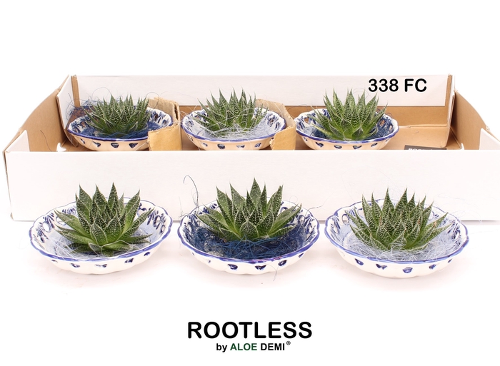 <h4>ALOE AR MAGIC</h4>