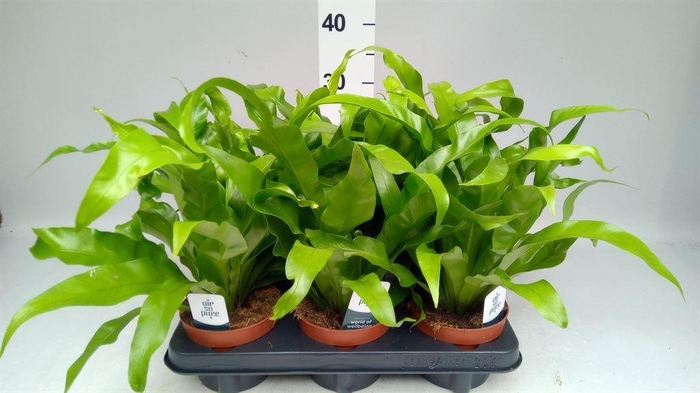 <h4>Asplenium antiquum</h4>