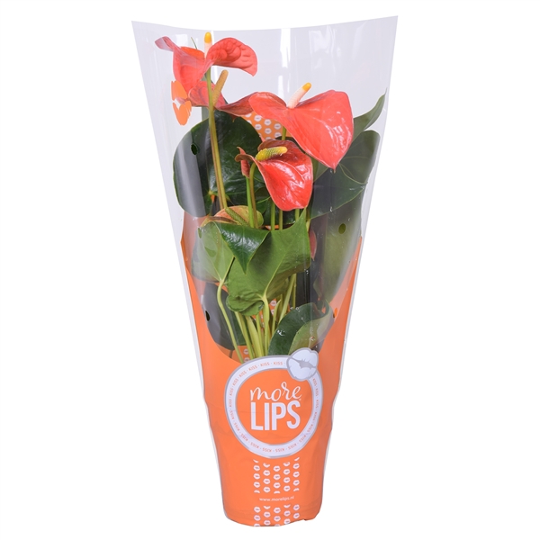 <h4>MoreLIPS® Anthurium Orange Champion in ShowHoes</h4>