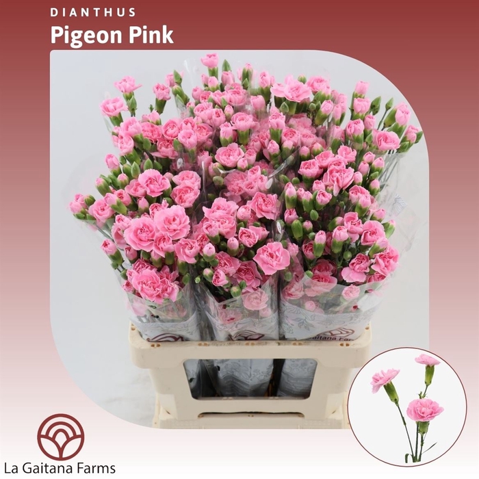 <h4>Dianthus tr Pigeon</h4>