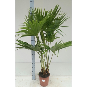 LIVISTONA ROTUNDIFOL