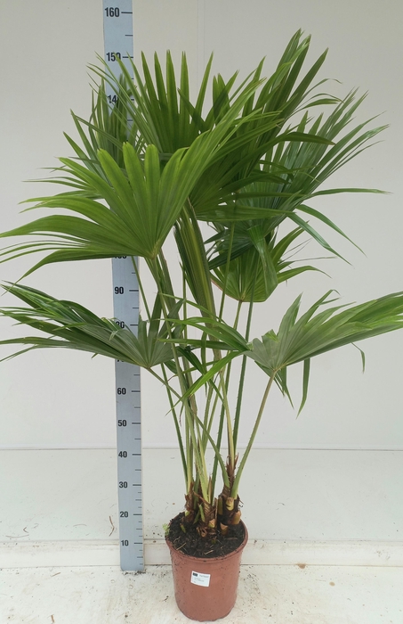 <h4>LIVISTONA ROTUNDIFOL</h4>