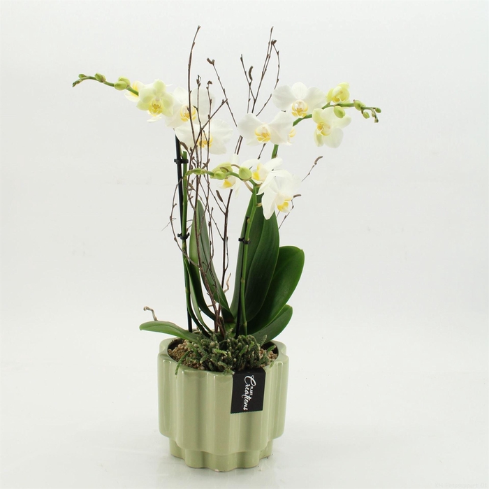 <h4>Arr.  Phalaenopsis  H%</h4>