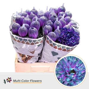 Chrysanthemum PL 'Antonov'  .col H%