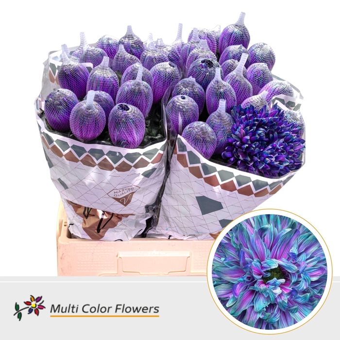 <h4>Chrysanthemum PL 'Antonov'  .col H%</h4>