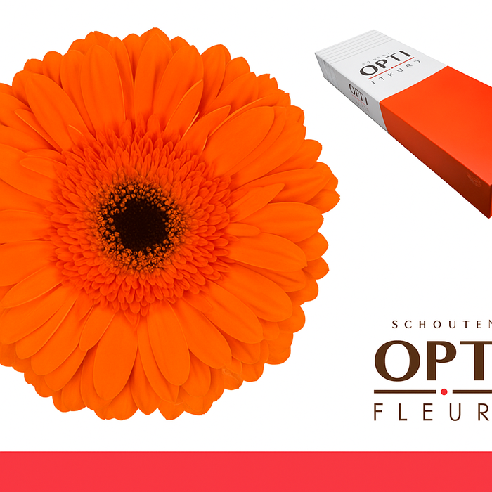 <h4>Gerbera Capella Doos</h4>