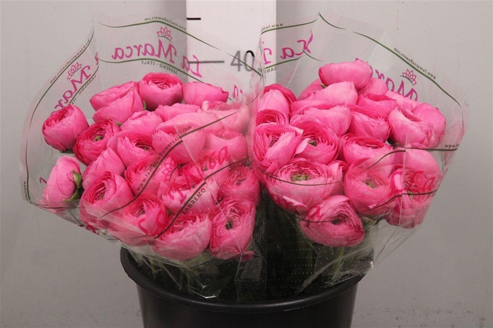 <h4>Ran Cl Su Ciclamino Ex</h4>