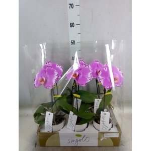 Phalaenopsis   ...