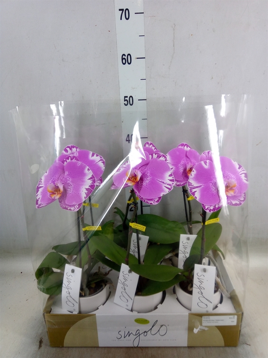 <h4>Phalaenopsis   ...</h4>