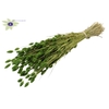 Phalaris per bunch Light Green