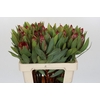 Protea Robijn