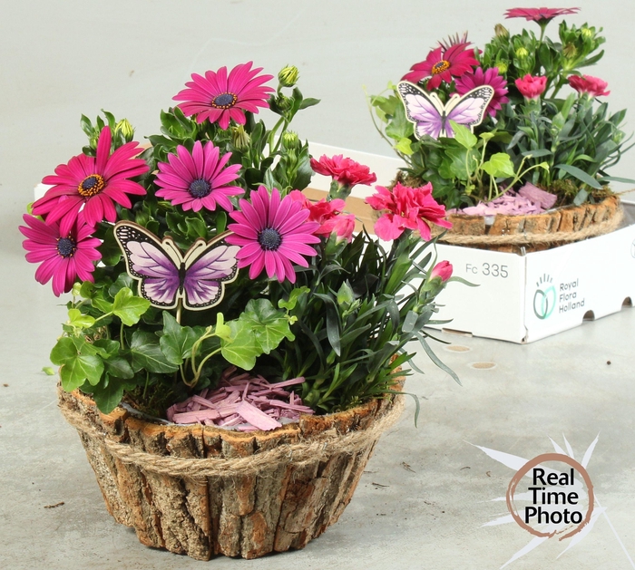 <h4>ARR TUINPLANTEN</h4>