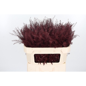 Lepidium Kl Bh Bordeaux