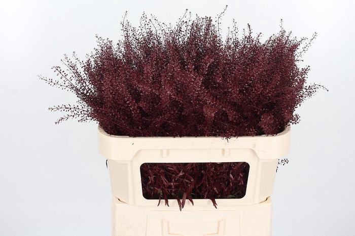 <h4>Lepidium Kl Bh Bordeaux</h4>