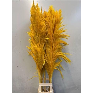 Cortaderia Yellow
