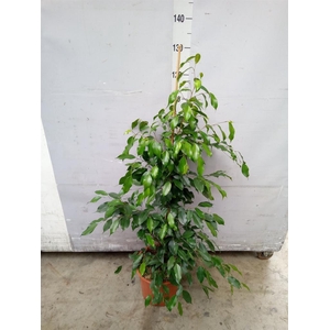 Ficus benja. 'Exotica'