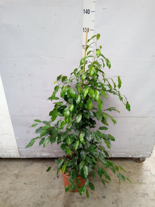 <h4>Ficus benja. 'Exotica'</h4>