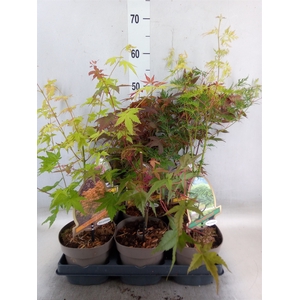 Acer palmatum