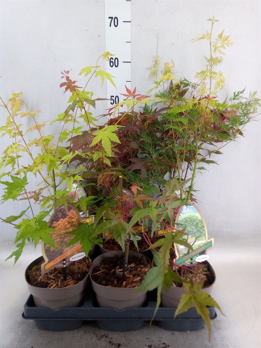 <h4>Acer palmatum</h4>
