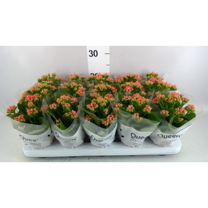 Kalanchoe  'MoreFlow Augusta'