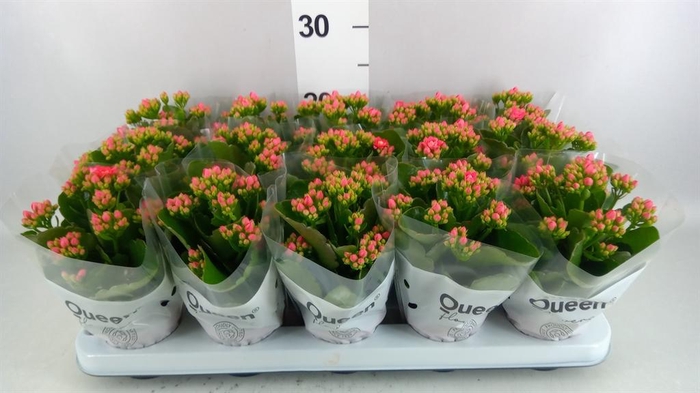 <h4>Kalanchoe  'MoreFlow Augusta'</h4>