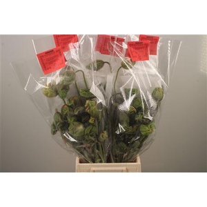 Papaver Mix Extra Per Stem
