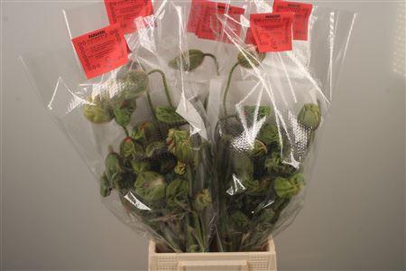<h4>Papaver Mix Extra Per Stem</h4>