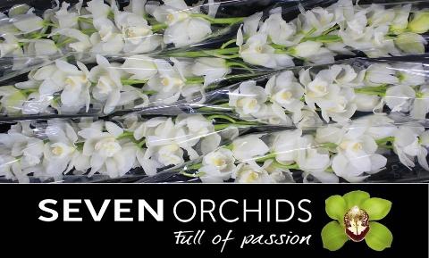 <h4>CYMB T SUPER NOVA</h4>