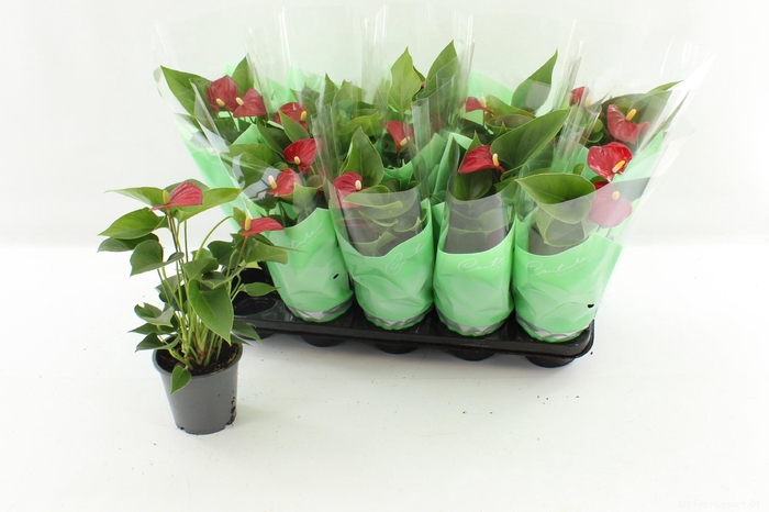 <h4>ANTHU AN MICRA</h4>