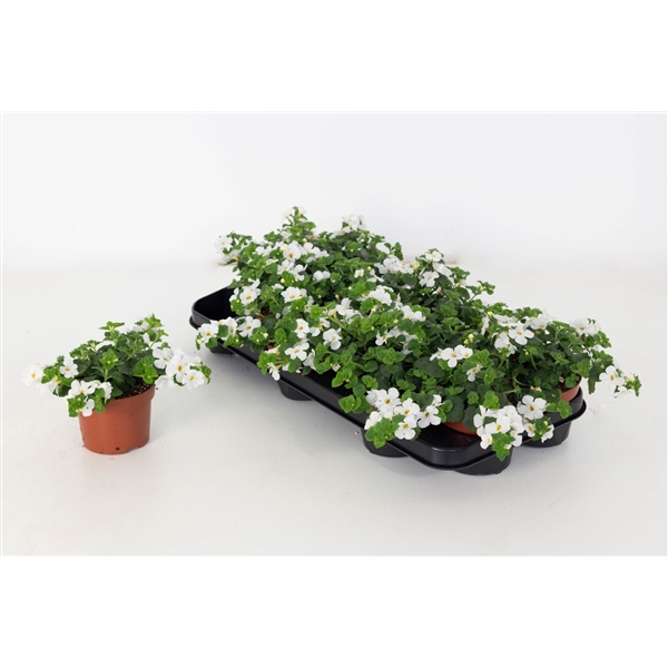 <h4>Bacopa Sutera Dynamic White</h4>