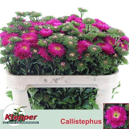Callis Azumi Xl Pink