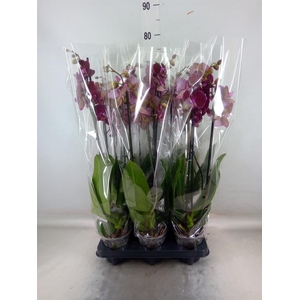 Phalaenopsis   ...red