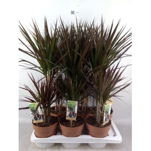 Dracaena marg. 'Magenta'