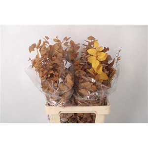 Stabi Stuartiana Yellow Per Bunch