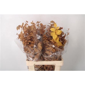 Stabi Stuartiana Yellow Per Bunch