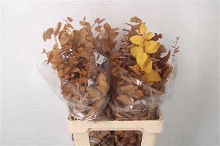 <h4>Stabi Stuartiana Yellow Per Bunch</h4>