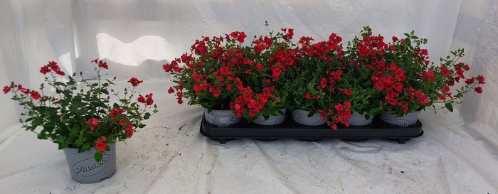 <h4>DIAS PICCAD RED</h4>