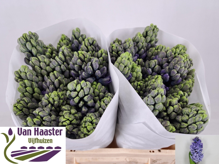 <h4>HYAC DELFT BLUE</h4>