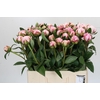 Paeonia Sarah Bernhardt