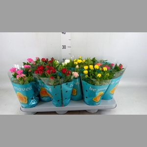 Rosa  'Beau Monde'   ...mix
