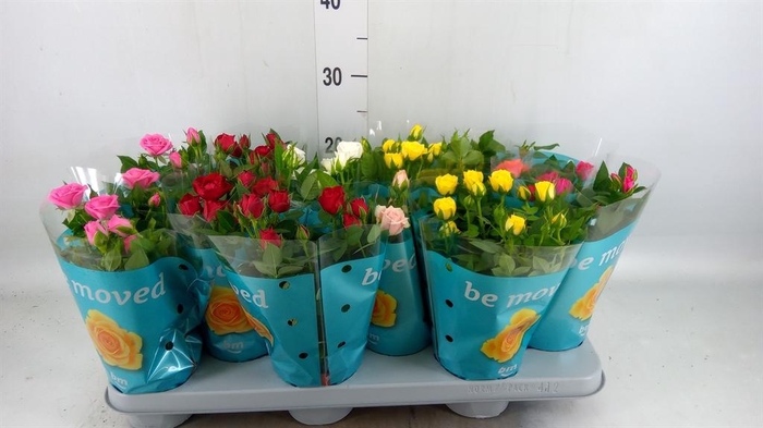 <h4>Rosa  'Beau Monde'   ...mix</h4>