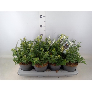 Euonymus fortunei 'Harlequin'