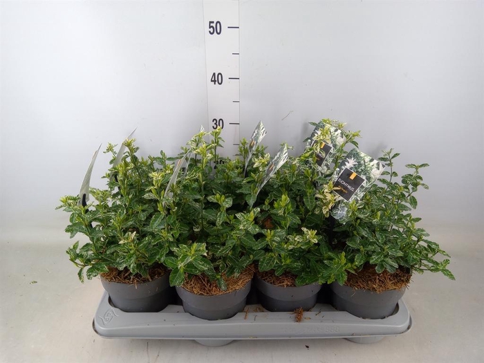<h4>Euonymus fortunei 'Harlequin'</h4>