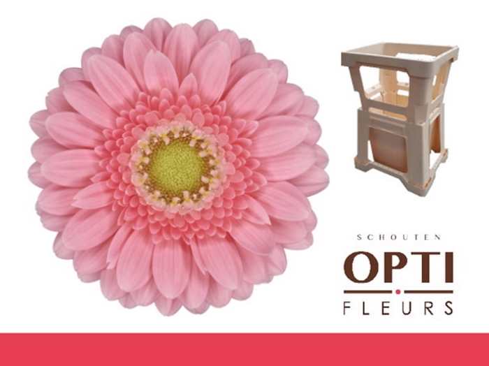 <h4>Germini Juna Water</h4>