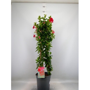 Mandevilla am. 'Sundav Red'