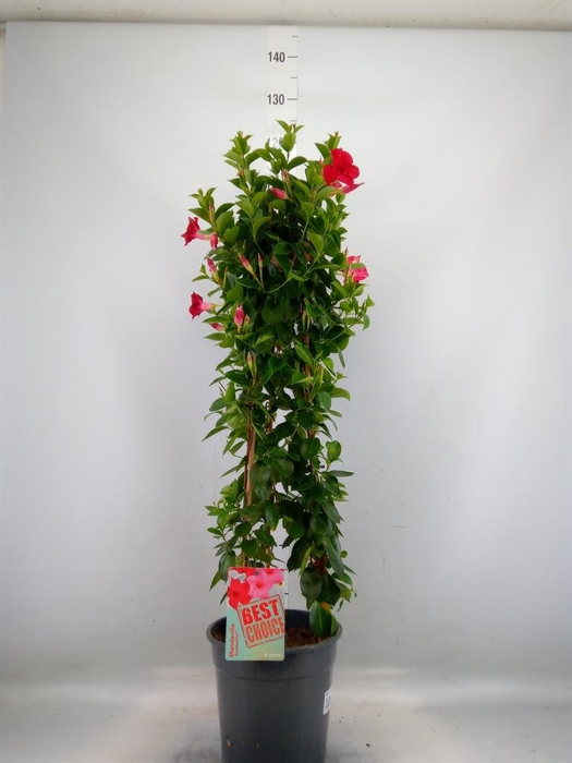 <h4>Mandevilla am. 'Sundav Red'</h4>