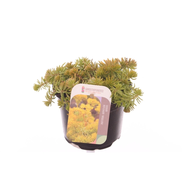 <h4>Sedum reflexum Angelina</h4>